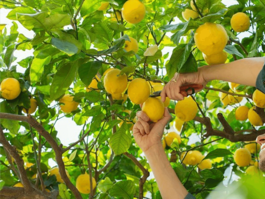 Limon aşısı ne zaman yapılır